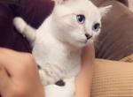 Cuteness - British Shorthair Cat For Sale - Vancouver&comma; WA&comma; US