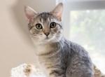 W Y A T T - Scottish Straight Cat For Adoption - Fontana&comma; CA&comma; US