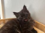 Magic - Siberian Cat For Sale - Montgomery&comma; MA&comma; US
