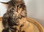 Mocha - Siberian Cat For Sale - Montgomery&comma; MA&comma; US