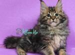 Samuel - Maine Coon Cat For Sale - Hollywood&comma; FL&comma; US