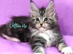 Sisley - Maine Coon Cat For Sale - Hollywood&comma; FL&comma; US