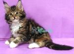 Suzie - Maine Coon Cat For Sale - Hollywood&comma; FL&comma; US