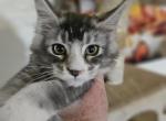 Patty St Patricks litter - Maine Coon Cat For Sale - Kingman&comma; AZ&comma; US