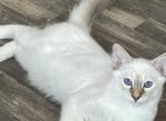 Chocolate Lynx Female   Peach Collar - Balinese Kitten For Sale