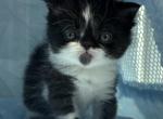 Ozzy - Exotic Kitten For Sale - Arlington Heights&comma; IL&comma; US