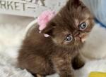 Princess Chocolate Tortie - Exotic Cat For Sale - Gibsonton&comma; FL&comma; US