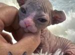 Dwelf Girl Sky TICA rights - Sphynx Kitten For Sale - Lockport&comma; IL&comma; US