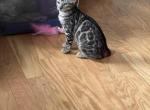 Smoking Leo - Bengal Cat For Sale - NJ&comma; US