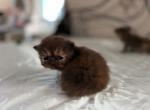 Rhynli - Persian Kitten For Sale - Lexington&comma; KY&comma; US