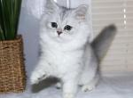 Jasmine Silver Shaded Dollface Chinchilla Female - Persian Cat For Sale - Boiling Springs&comma; PA&comma; US