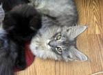 Tabby male - Maine Coon Cat For Sale - Connellsville&comma; PA&comma; US