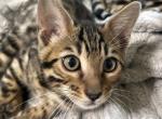 MaykoBengals 2 - Bengal Cat For Sale - Ozark&comma; MO&comma; US