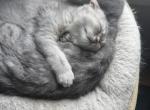 Max - Scottish Fold Cat For Sale - Howard Lake&comma; MN&comma; US