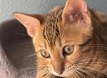 MaykoBengals 1 - Bengal Cat For Sale - Ozark&comma; MO&comma; US
