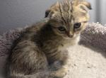 Scottish Female - Scottish Fold Cat For Sale - Denver&comma; CO&comma; US