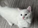 Mozart hold - Ragdoll Cat For Sale - NC&comma; US