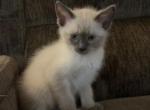 Lucys babes - Siamese Cat For Sale - Worcester&comma; MA&comma; US
