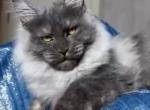 Dafna - Maine Coon Cat For Sale - Hollywood&comma; FL&comma; US