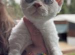 Annabelle - Devon Rex Cat For Sale - Spokane&comma; WA&comma; US