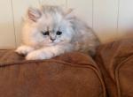 Alvin - Persian Kitten For Sale - MO&comma; US