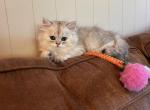 Simon - Persian Kitten For Sale - MO&comma; US