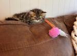 Theodore - Persian Kitten For Sale - MO&comma; US