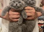 Blue Dream - British Shorthair Cat For Sale - Fort Wayne&comma; IN&comma; US