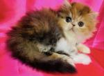 Alaska - Persian Kitten For Sale - Philadelphia&comma; PA&comma; US