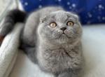 Atlanta1 - Scottish Fold Cat For Sale - Los Angeles&comma; CA&comma; US