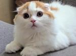 Scottish Fold Orange - Scottish Fold Cat For Sale - Boston&comma; MA&comma; US
