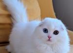 Fluffy furry Lilly - Scottish Fold Cat For Sale - Boston&comma; MA&comma; US