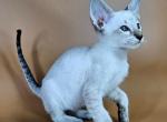 Anchous - Oriental Cat For Sale - Pembroke Pines&comma; FL&comma; US
