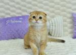 S&iecy;rgio - Scottish Fold Cat For Sale - Chicago&comma; IL&comma; US