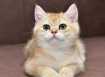 Caesar - British Shorthair Kitten For Sale - Chicago&comma; IL&comma; US