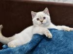 Dana2 - British Shorthair Cat For Sale - Chicago&comma; IL&comma; US