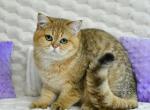 Taiti - British Shorthair Cat For Sale - Chicago&comma; IL&comma; US