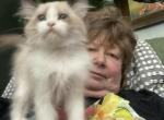 Bicolor girl - Ragdoll Cat For Sale - Salem&comma; OR&comma; US