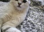 Brunoo - Scottish Fold Cat For Sale - Philadelphia&comma; PA&comma; US