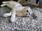 Bruno - Scottish Fold Cat For Sale - Philadelphia&comma; PA&comma; US
