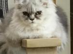 Logan is a Ragamuffin - Ragamuffin Cat For Sale - Salem&comma; OR&comma; US
