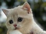 Ruby - British Shorthair Kitten For Sale - Fairfax&comma; VA&comma; US
