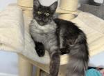 Bluey - Maine Coon Cat For Sale - Wrightstown&comma; NJ&comma; US