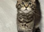 Betsy - Maine Coon Cat For Sale - Wrightstown&comma; NJ&comma; US