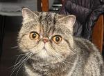 Stella - Exotic Cat For Sale - Vancouver&comma; WA&comma; US