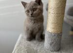 Olive - British Shorthair Kitten For Sale - Battle Ground&comma; WA&comma; US