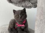 Owena - British Shorthair Kitten For Sale - Battle Ground&comma; WA&comma; US