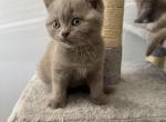 Oscar - British Shorthair Kitten For Sale - Battle Ground&comma; WA&comma; US
