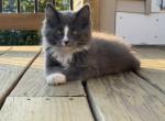 Dusty - Domestic Cat For Sale - West Springfield&comma; MA&comma; US