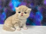 Registered Kittens - Persian Cat For Sale - Ogdensburg&comma; NY&comma; US